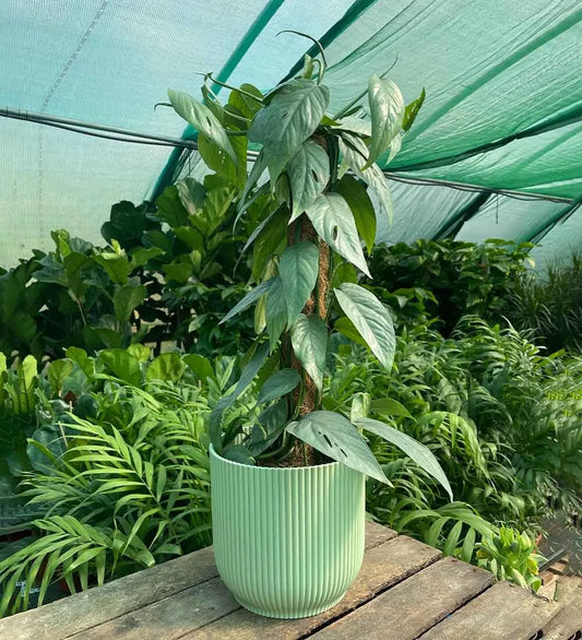 Blue Pothos on a Mosspole