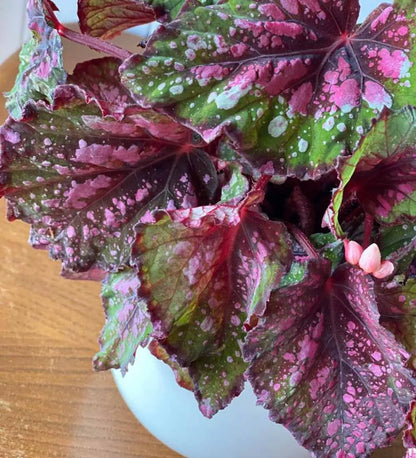 Begonia Beleaf