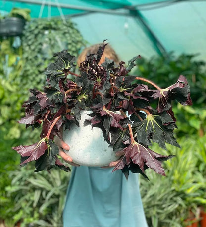 Begonia Black Fang