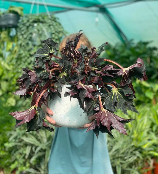 Begonia Black Fang