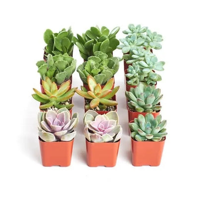 2 in. Assorted Succulent
