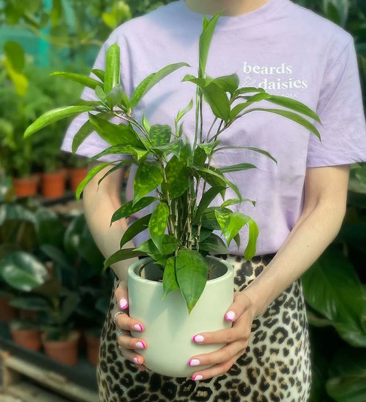 Dracaena Surculosa