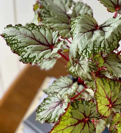 Begonia Beleaf