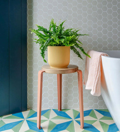 Boston Fern