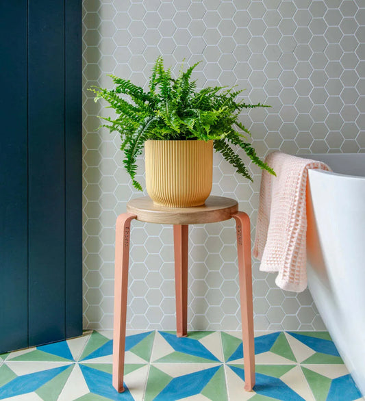 Boston Fern
