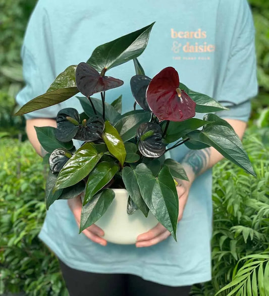 Black Anthurium
