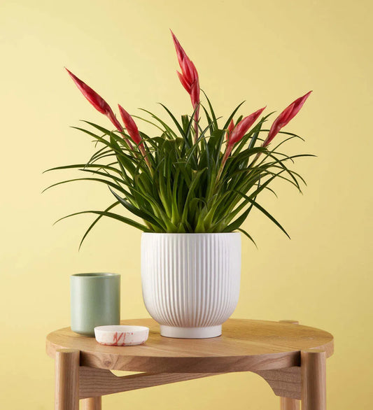 Vriesea Astrid & Pot