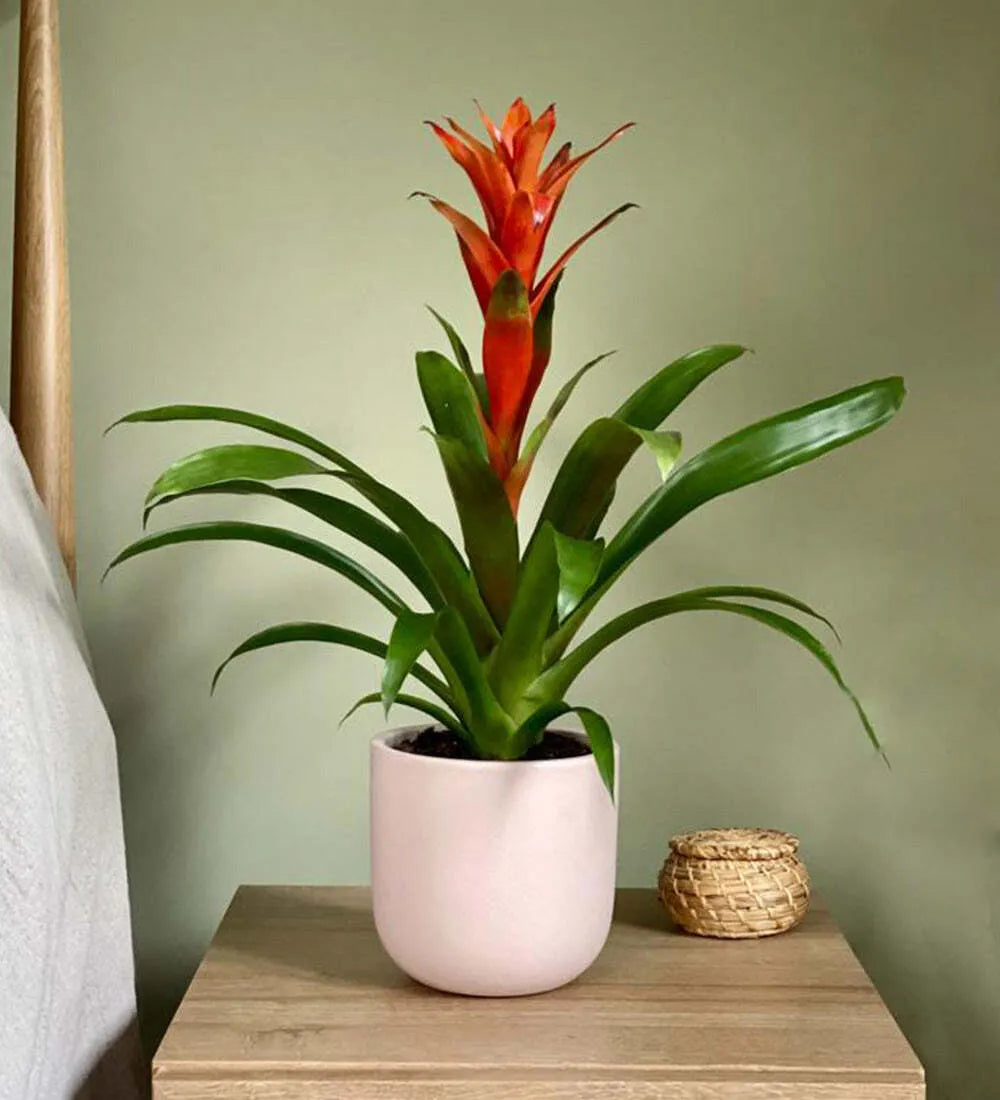 Bromelia Guzmania and Pot