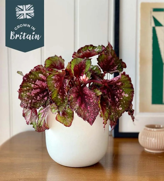 Begonia Beleaf