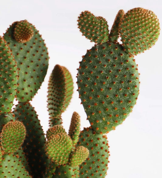 Bunny Ear Cactus & Pot