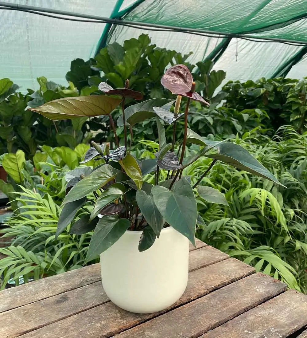 Black Anthurium