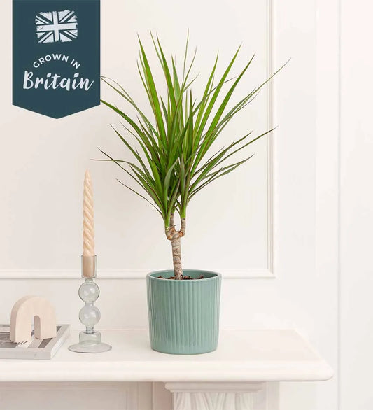 Dracaena Marginata