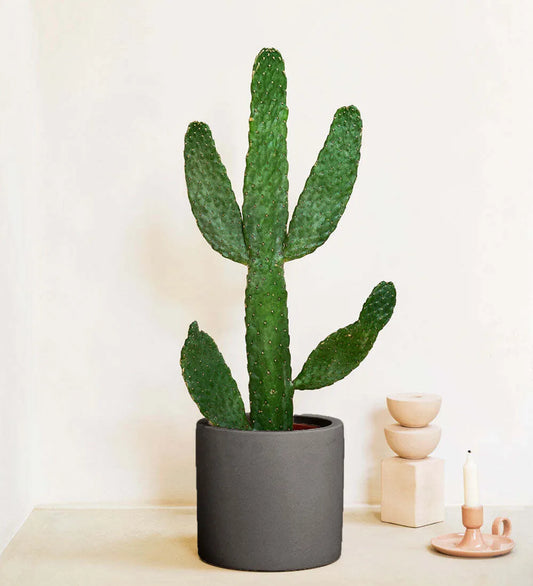 Cowboy Cactus & Pot