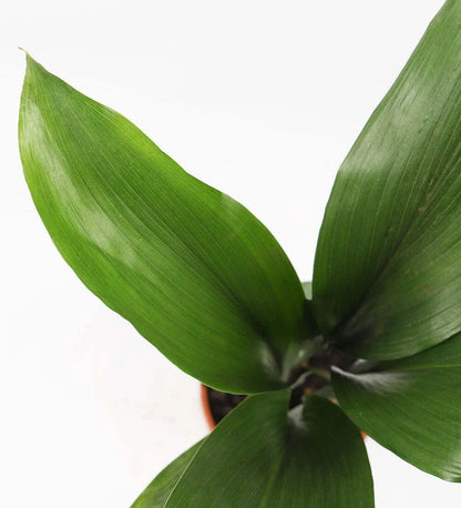 Aspidistra