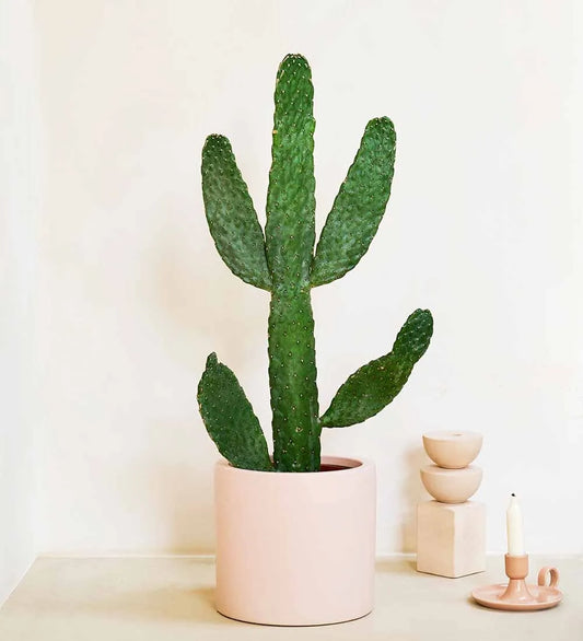 Cowboy Cactus Tall