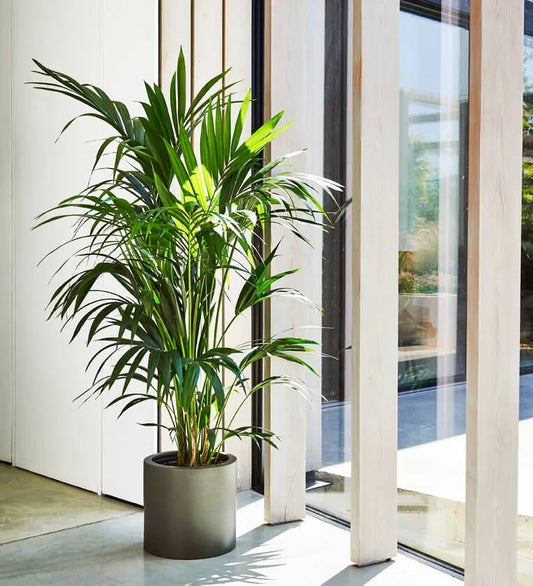 Tall Kentia Palm
