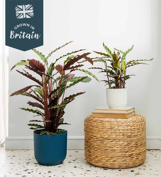 Calathea Rufibarba