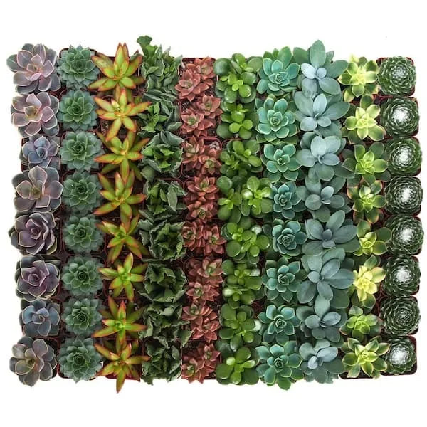 2 in. Assorted Succulent