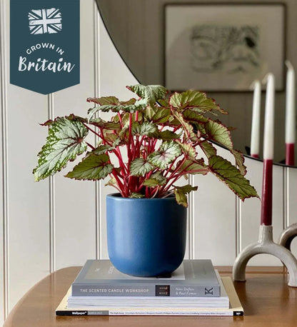 Begonia Beleaf