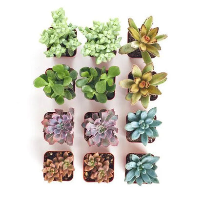 2 in. Assorted Succulent