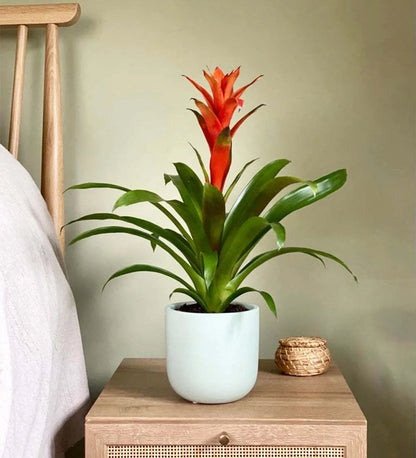 Bromelia Guzmania and Pot