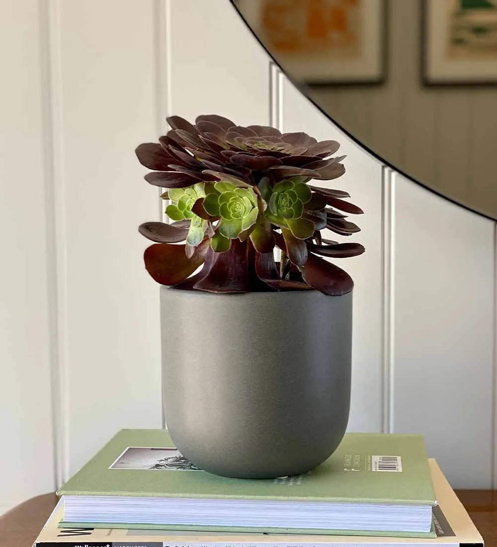 Aeonium & Pot