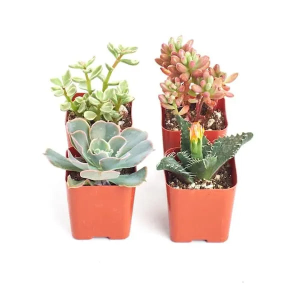 2 in. Assorted Succulent