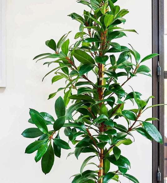 African Fig