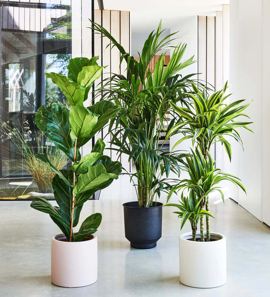 Tall Plant Bundle