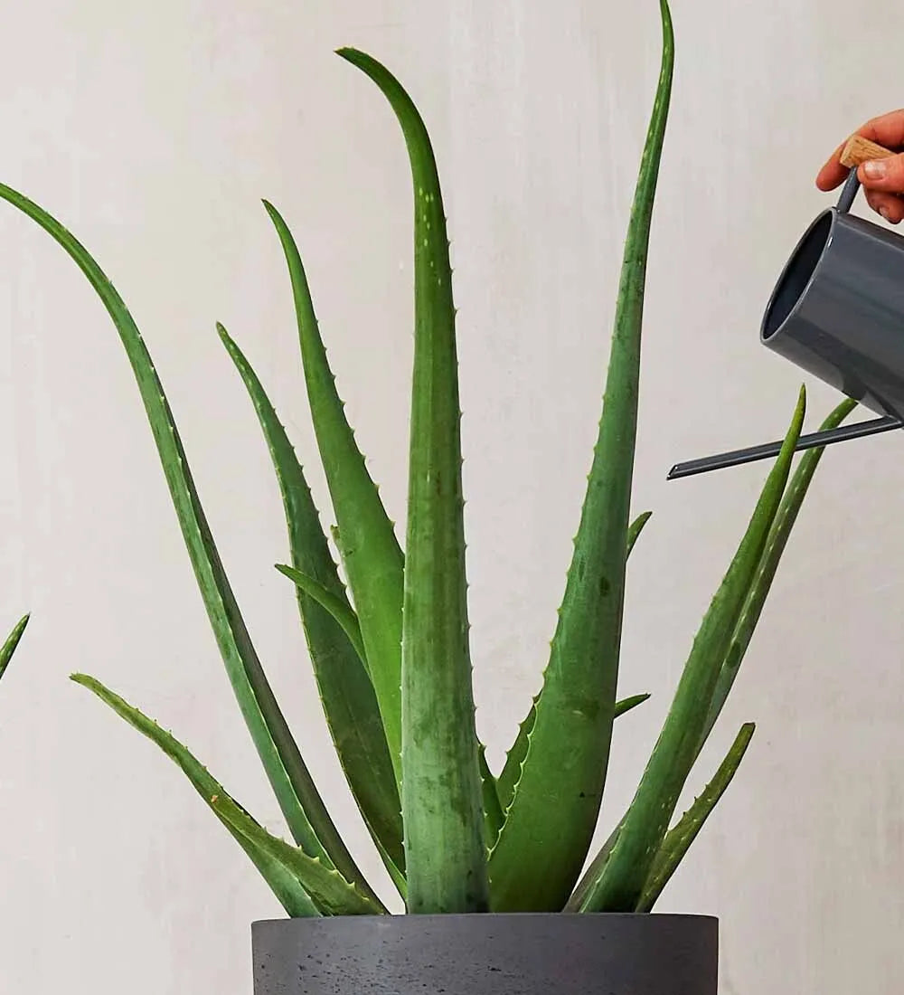 Aloe Vera