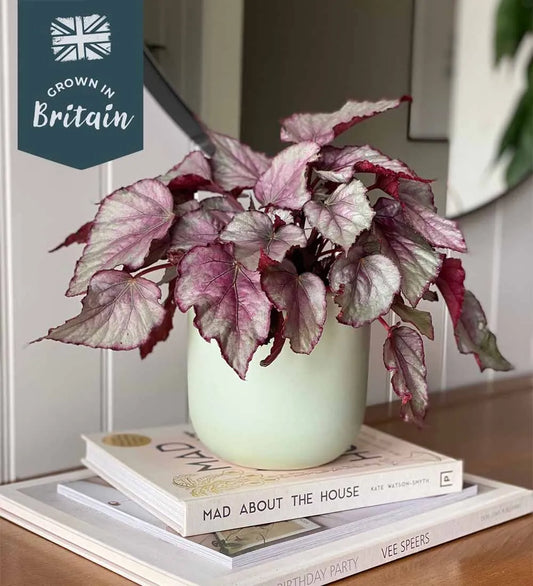 Begonia Beleaf
