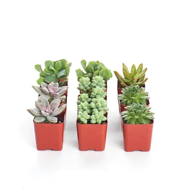 2 in. Assorted Succulent