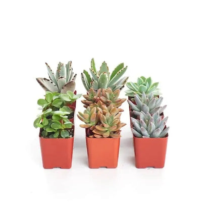 2 in. Assorted Succulent