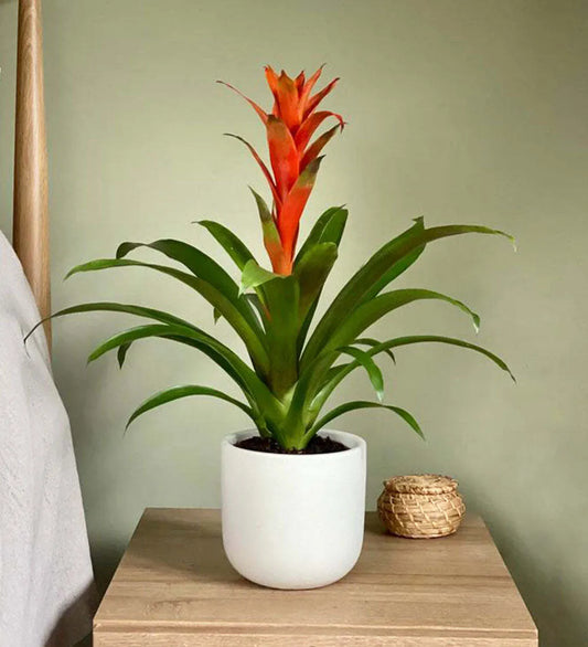 Bromelia Guzmania and Pot