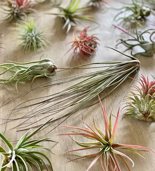 Air Plants Trio