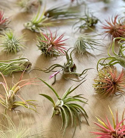 Air Plants Trio