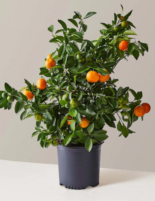 Calamansi Tree